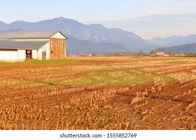 The white, snow capped Northshore Mountains seen far off in the distance where harvested corn fields and farm buildings are seen in British Columbia, Canada's Fraser Valley district.  - Powered by Shutterstock