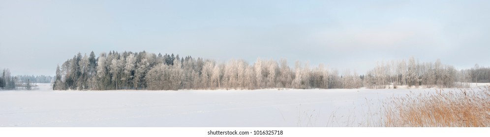 White snow and ice on lake field and frost on forest trees at coast with grass in cold winter bright sunny day clear blue sky light