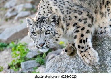 White Snow Leopard Or Irbis (Panthera Uncia) Watching Out And Going For Pray In Himalaya