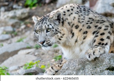 White Snow Leopard Or Irbis (Panthera Uncia) Watching Out And Going For Pray In Himalaya