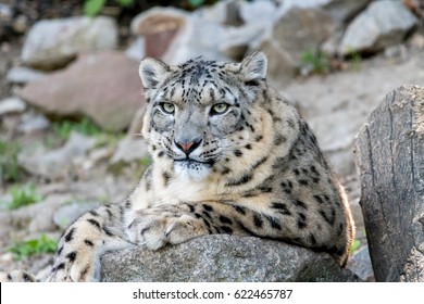 White Snow Leopard Or Irbis (Panthera Uncia) Resting On Stone In Himalaya