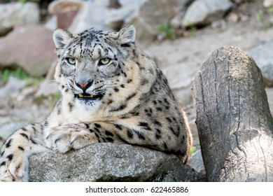 White Snow Leopard Or Irbis (Panthera Uncia) Resting On Stone In Himalaya