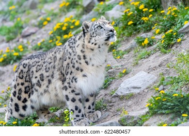 White Snow Leopard Or Irbis (Panthera UnciaWatching Out And Going For Pray In Himalaya