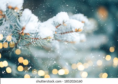 White snow lies on the branches of a Christmas tree. Photo for greeting cards. Christmas mood.