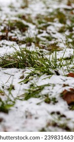 White snow lies on green grass