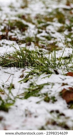 White snow lies on green grass