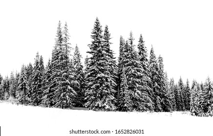 Pine Forest Sketch High Res Stock Images Shutterstock