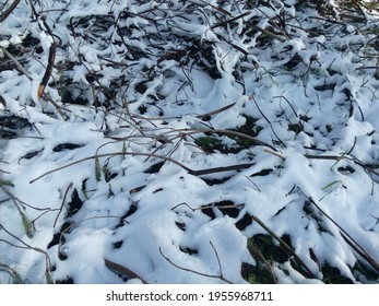 White Snow On Branches Of Plants, Winter Durres Beach, Albania