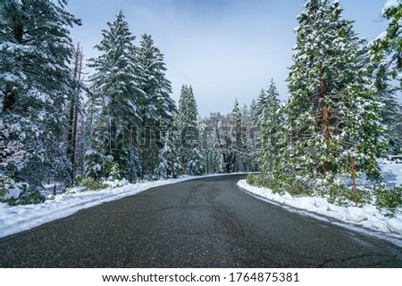 white snow on the trees at the road in yosemite national park