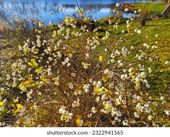 White snowberry (Symphoricarpos albus) with fruits. Beautiful bush for decorative landscaping of garden, park or street. - Powered by Shutterstock