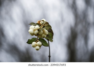 White snowberry. Symphoricarpos albus plant with berries. Decorative bush for parks and gardens. - Powered by Shutterstock