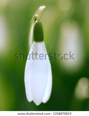 Similar – Image, Stock Photo Snowdrops (galanthus nivalis)