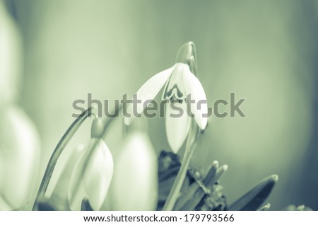 Similar – Image, Stock Photo Snowdrops (galanthus nivalis)