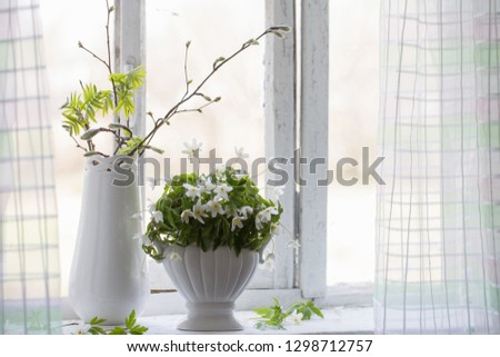 Similar – Acacia bouquet on the table in living room