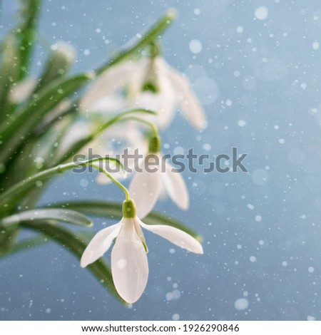 White snowdrops close-up on a blue background.