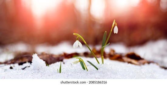 White Snowdrops In The Woods In The Snow During Sunset