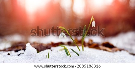 White snowdrops in the woods in the snow during sunset