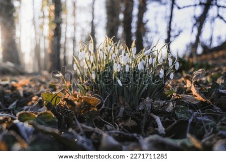 White snowdrops in the woods in sunny weather. Spring is comming.