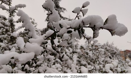 White Snowflakes Falling On Naked Branches Stock Photo Shutterstock