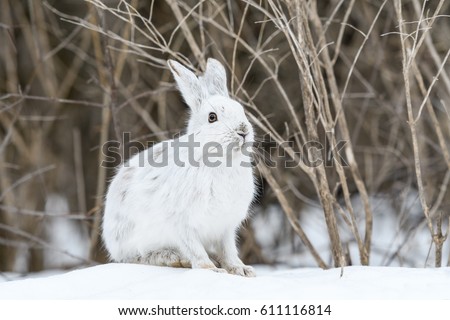White Snowshoe Hare in Early Spring
