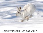 White Snowshoe hare isolated on white background running in snow in Canada