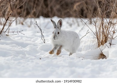 Pale snow bunny