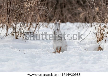 White snowshoe hare in the snow during a Canadian winter