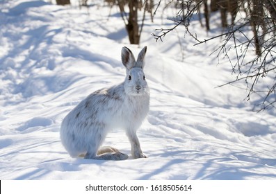 White Snowshoe hare or Varying hare closeup in winter in Canada