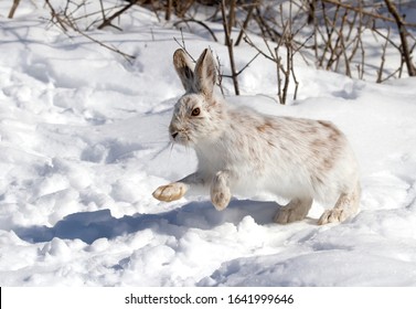 White Snowshoe hare or Varying hare with coat turning brown running in the winter snow in Canada