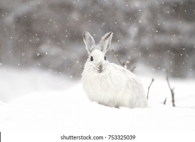 Liebre raquetas nieve o