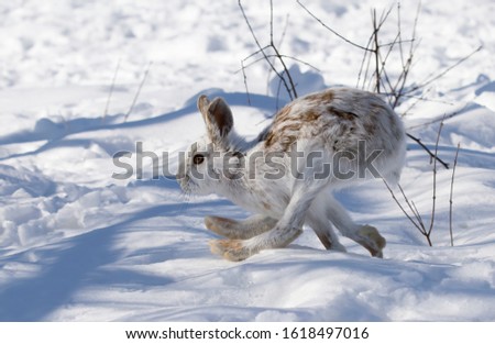 White Snowshoe hare or Varying hare isolated on white background running in snow in Canada