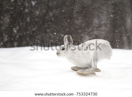 White Snowshoe hare or Varying hare running in the falling snow in Canada
