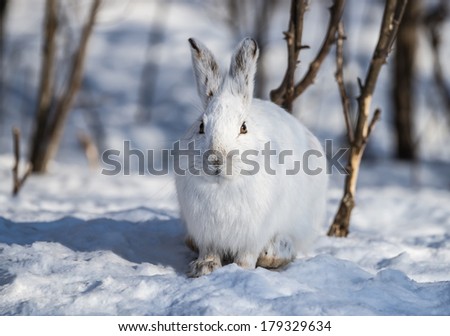 White Snowshoe Hare in Winter 