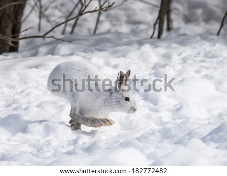 White Snowshoe Hare in Winter 