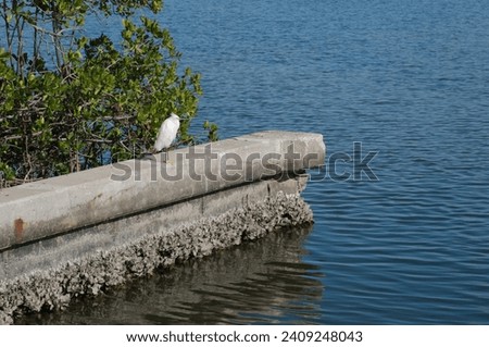 White Snowy Egret with breeding plumage perched on edge of concrete sea wall on bay water at War Veterans Memorial Park boat launch in St. Petersburg, Florida. Sunny day with green plants behind.