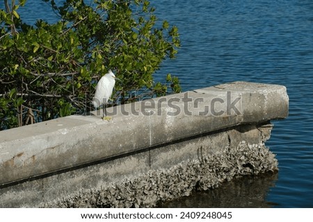 White Snowy Egret with breeding plumage perched on edge of concrete sea wall on bay water at War Veterans Memorial Park boat launch in St. Petersburg, Florida. Sunny day with green plants behind.