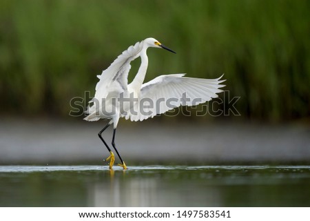A white Snowy Egret flies over shallow water in a marsh with a green grass background in soft overcast light.