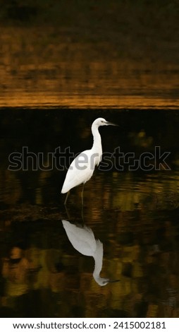 A white snowy egret poses in a pond over its reflection in the water before the sunrise on a dark morning in Charleston South Carolina
