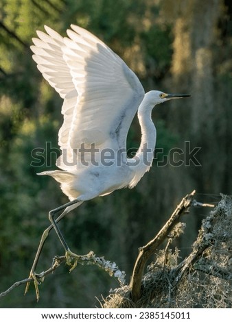 white snowy egret spreading its wings to take off from a tree branch