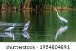 White and snowy egrets at Jamaica Bay Wildlife Refuge in Queens, NY