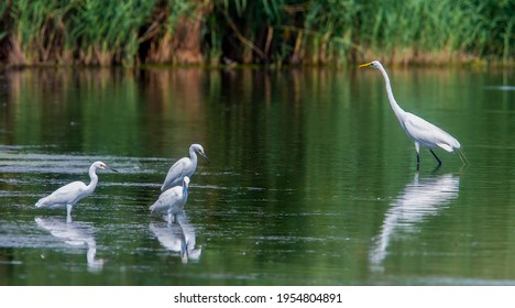 White and snowy egrets at Jamaica Bay Wildlife Refuge in Queens, NY - Shutterstock ID 1954804891