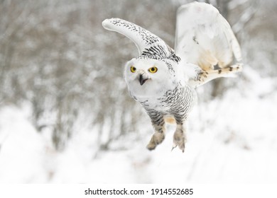 White Snowy Owl Flying Over The Field