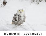 White snowy owl sits in the snow in the field