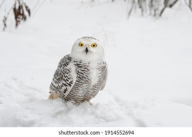 White Snowy Owl Sits In The Snow In The Field