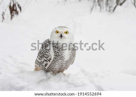 White snowy owl sits in the snow in the field