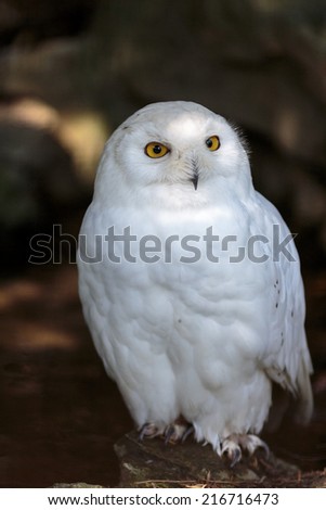 White Snowy owl sitting and watching around