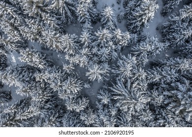 White Snowy Trees From Above