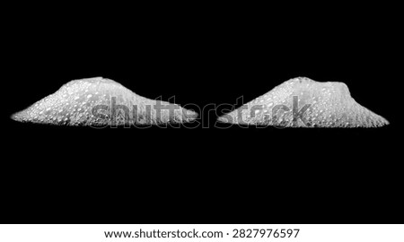 White soap foam bubbles isolated on black background. Abstract cleaning texture with soft detergent lather for hygiene, washing, skincare, sanitation and cosmetic design concepts.