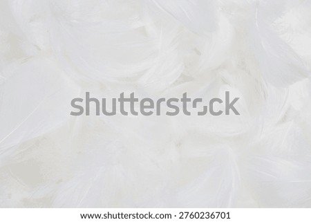 White  soft feathers background. Top view. 