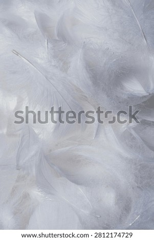 White  soft feathers background. Top view. 